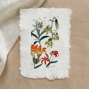 Botanikai print - Liliomfélék 1, Otthon & Életmód, Dekoráció, Kép & Falikép, Poszter, Papírművészet, MESKA