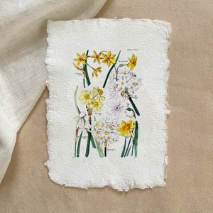 Botanikai print - Nárcisz - Meska.hu