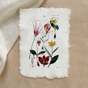 Botanikai print - Tulipán - Meska.hu