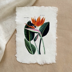 Botanikai print - Papagájvirág, Otthon & Életmód, Dekoráció, Kép & Falikép, Poszter, Papírművészet, MESKA