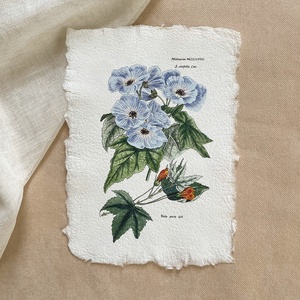 Botanikai print - Mályvafélék, Otthon & Életmód, Dekoráció, Kép & Falikép, Poszter, Papírművészet, MESKA