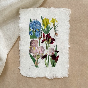 Botanikai print - Íris, Otthon & Életmód, Dekoráció, Kép & Falikép, Poszter, Papírművészet, MESKA