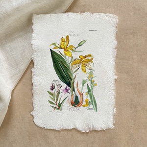 Botanikai print - Orchideafélék 3, Otthon & Életmód, Dekoráció, Kép & Falikép, Poszter, Papírművészet, MESKA