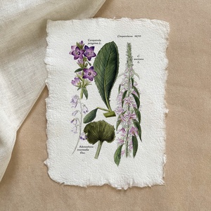 Botanikai print - Harangvirágfélék, Otthon & Életmód, Dekoráció, Kép & Falikép, Poszter, Papírművészet, MESKA