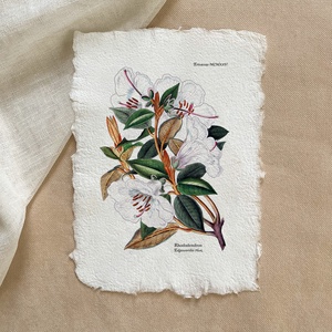 Botanikai print - Rhododendron e., Otthon & Életmód, Dekoráció, Kép & Falikép, Poszter, Papírművészet, MESKA