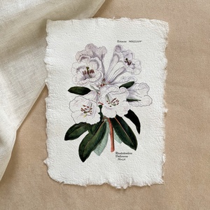 Botanikai print - Rhododendron d., Otthon & Életmód, Dekoráció, Kép & Falikép, Poszter, Papírművészet, MESKA