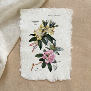 Botanikai print - Rhododendron t., Otthon & Életmód, Dekoráció, Kép & Falikép, Poszter, Papírművészet, MESKA