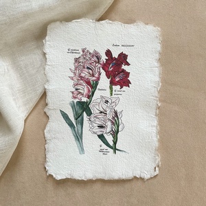 Botanikai print - Kardvirág 2, Otthon & Életmód, Dekoráció, Kép & Falikép, Poszter, Papírművészet, MESKA