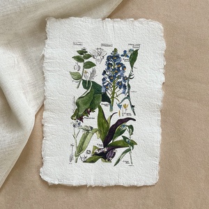 Botanikai print - Liliomfélék 2, Otthon & Életmód, Dekoráció, Kép & Falikép, Poszter, Papírművészet, MESKA