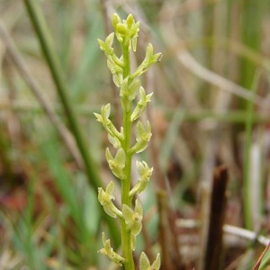 HUNGARICUM ALAPANYAGKÉNT KÖNYVILLUSZTRÁCIÓ és FAMETSZETEK, Könyv & Zene, Könyv, Famegmunkálás, Varrás, MESKA