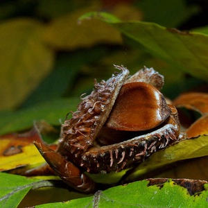 HUNGARICUM ALAP KÖNYVTÁRI SZÁMLAKÉPES BESZERZÉS (bükk és hárs társulások), Ékszer, Ékszertartó, Ékszerdoboz, Csipkekészítés, Famegmunkálás, MESKA