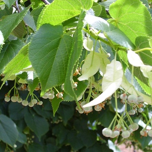 HUNGARICUM ALAP KÖNYVTÁRI SZÁMLAKÉPES BESZERZÉS (bükk és hárs társulások), Táska & Tok, Kézitáska & válltáska, Alkalmi táska, Csipkekészítés, Famegmunkálás, MESKA