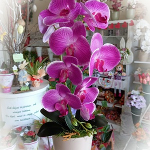 Örök orchidea gondozás mentes virág, Otthon & Lakás, Dekoráció, Asztal és polc dekoráció, Asztaldísz, Mindenmás, MESKA