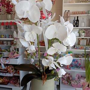 Örök orchidea gondozás mentes virág, Otthon & Lakás, Dekoráció, Asztal és polc dekoráció, Asztaldísz, Mindenmás, MESKA