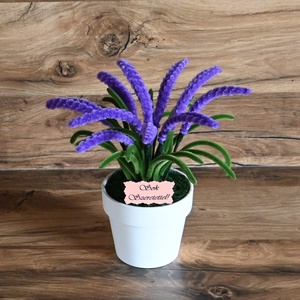 Cserepes zsenília levendula, hóvirág örökvirág! , Otthon & Életmód, Virágdekoráció, Virágdíszek, Virágdísz kaspóban, Virágkötés, MESKA