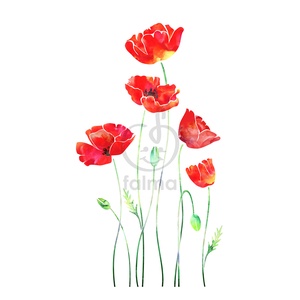 Pipacsok akvarellel - falmatrica - Meska.hu