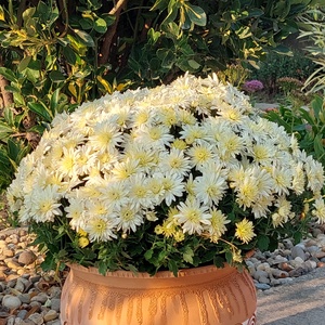 Kelepelő - játék & sport - sport és kikapcsolódás - más játékok, sportok - Meska.hu