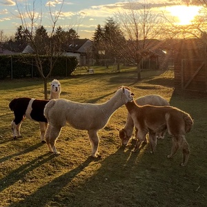 Kézzel font, 100% alpaka gyapjú zokni � Nagymama melege (26 cm) - ruha & divat - cipő & papucs - zokni - Meska.hu