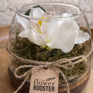 Orchidea üvegtálban fa talpon Nőnapra - otthon & életmód - dekoráció - asztal és polc dekoráció - asztaldísz - Meska.hu