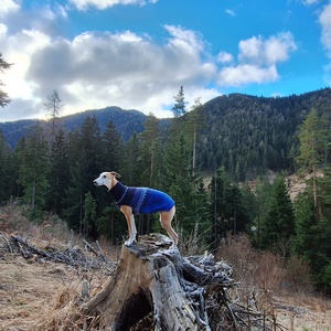 kötött kutyapulóver - otthon & életmód - kisállatoknak - kutyáknak - kutya ruházat - Meska.hu