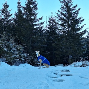 kötött kék kutyapulcsi - otthon & életmód - kisállatoknak - kutyáknak - kutya ruházat - Meska.hu