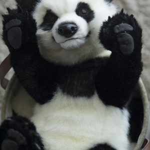 Élethű művész panda maci - játék & sport - plüssállat & játékfigura - maci - Meska.hu