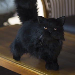 Élethű fekete perzsa macska plüss klón, Halloween dekorációs fekete cica, Művészet, Más művészeti ág, Varrás, MESKA