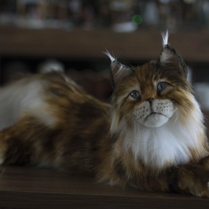 Élethű, realisztikus Maine Coon macska plüss portré rendelésre, Maine Coon cica, macskás ajándék, cicás ajándék - játék & sport - plüssállat & játékfigura - cica - Meska.hu
