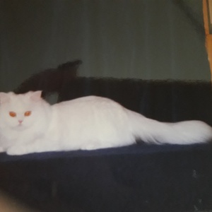 Fehér Maine Coon portré rendelésre - művészet - portré & karikatúra - portré - Meska.hu