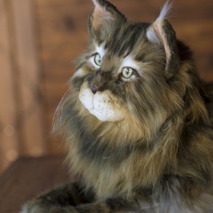 Élethű, realisztikus Maine Coon macska, cica plüss replika - játék & sport - plüssállat & játékfigura - cica - Meska.hu