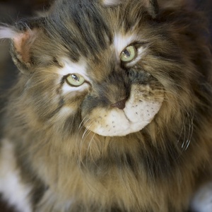 Élethű, realisztikus Maine Coon macska, cica plüss replika - játék & sport - plüssállat & játékfigura - cica - Meska.hu