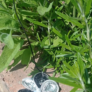 Kávé kapszula ékszerek , Ékszer, Ékszerszett, Ékszerkészítés, MESKA