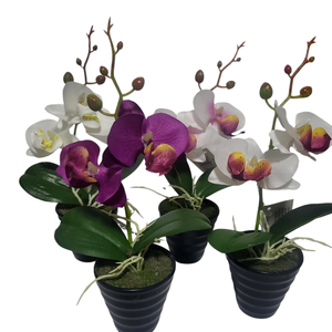 Orchidea kaspóban, Otthon & Életmód, Dekoráció, Virágdísz és tartó, Csokor & Virágdísz, , MESKA