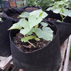 (5 db/cs) Ültető zsák 30 cm átmérőjű x 45 cm /  paradicsom, tök, padlizsán, saláta stb termesztéséhez  - otthon & életmód - ház & kert - növény & veteményes - Meska.hu
