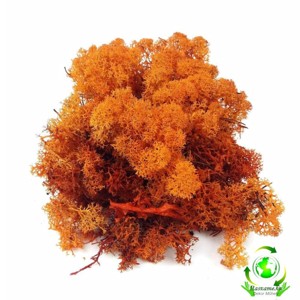 Izlandi zuzmó - narancs 85 g, Kellékek & szerszámok, Dekorációs kellékek, Egyéb kellékek, , MESKA