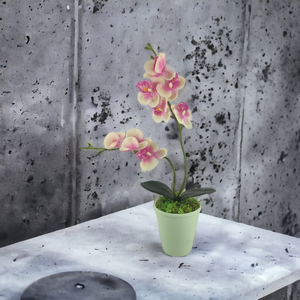 Ciklámen és krémszínű kétágú élethű orchidea színes agyagkaspóban ORK210KRCI, Otthon & Lakás, Dekoráció, Virágdísz és tartó, Csokor & Virágdísz, Virágkötés, MESKA