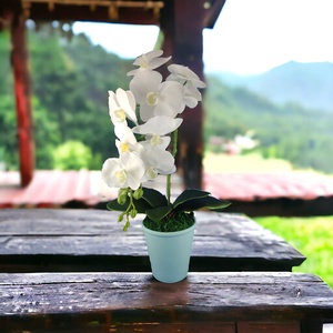 Nagy méretű fehér orchidea OR102FH, Otthon & Életmód, Dekoráció, Virágdísz és tartó, Csokor & Virágdísz, Virágkötés, MESKA