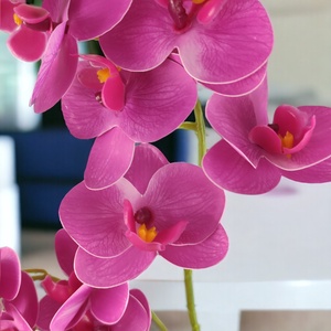 Kisméretű, kétágas ciklámen orchidea ORK219CI - otthon & életmód - dekoráció - virágdísz és tartó - csokor & virágdísz - Meska.hu
