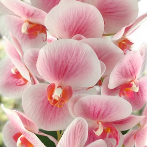 Nagy méretű fehér kétszálas orchidea OR204FHRS - otthon & életmód - dekoráció - virágdísz és tartó - csokor & virágdísz - Meska.hu