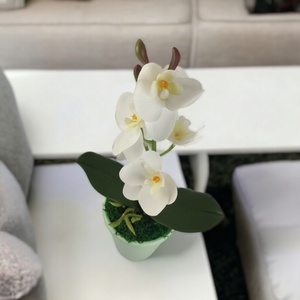 Fehér mini orchidea pasztellszínű agyagkaspóban ORM109FH - otthon & életmód - dekoráció - virágdísz és tartó - csokor & virágdísz - Meska.hu