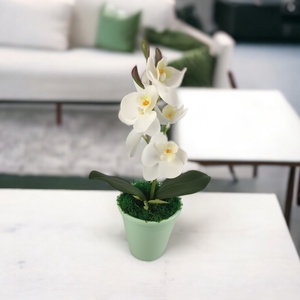 Fehér mini orchidea pasztellszínű agyagkaspóban ORM109FH - otthon & életmód - dekoráció - virágdísz és tartó - csokor & virágdísz - Meska.hu