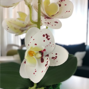 Fehér pöttyös mini orchidea pasztellszínű agyagkaspóban ORM110FH - otthon & életmód - dekoráció - virágdísz és tartó - csokor & virágdísz - Meska.hu