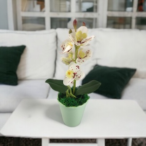 Fehér pöttyös mini orchidea pasztellszínű agyagkaspóban ORM110FH - otthon & életmód - dekoráció - virágdísz és tartó - csokor & virágdísz - Meska.hu