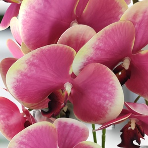 Nagy méretű pink, krémszínű kétszálas orchidea OR208PKKR - otthon & életmód - dekoráció - virágdísz és tartó - csokor & virágdísz - Meska.hu
