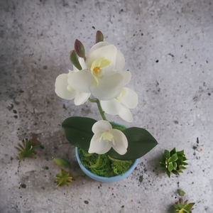 Fehér mini orchidea pasztellszínű agyagkaspóban ORM104FH - otthon & életmód - dekoráció - virágdísz és tartó - csokor & virágdísz - Meska.hu