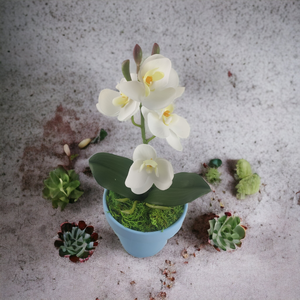 Fehér mini orchidea pasztellszínű agyagkaspóban ORM104FH - otthon & életmód - dekoráció - virágdísz és tartó - csokor & virágdísz - Meska.hu