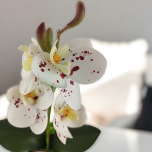 Fehér bordó pöttyös mini orchidea pasztellszínű agyagkaspóban ORM117FHBO - otthon & életmód - dekoráció - virágdísz és tartó - csokor & virágdísz - Meska.hu