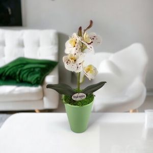 Fehér bordó pöttyös mini orchidea pasztellszínű agyagkaspóban ORM117FHBO, Otthon & Lakás, Dekoráció, Virágdísz és tartó, Csokor & Virágdísz, Virágkötés, MESKA