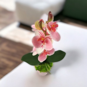 Rózsaszín, fehér mini orchidea pasztellszínű agyagkaspóban ORM115RSFH - otthon & életmód - dekoráció - virágdísz és tartó - csokor & virágdísz - Meska.hu