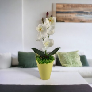 Fehér mini orchidea pasztellszínű agyagkaspóban ORM114FH - otthon & életmód - dekoráció - virágdísz és tartó - csokor & virágdísz - Meska.hu